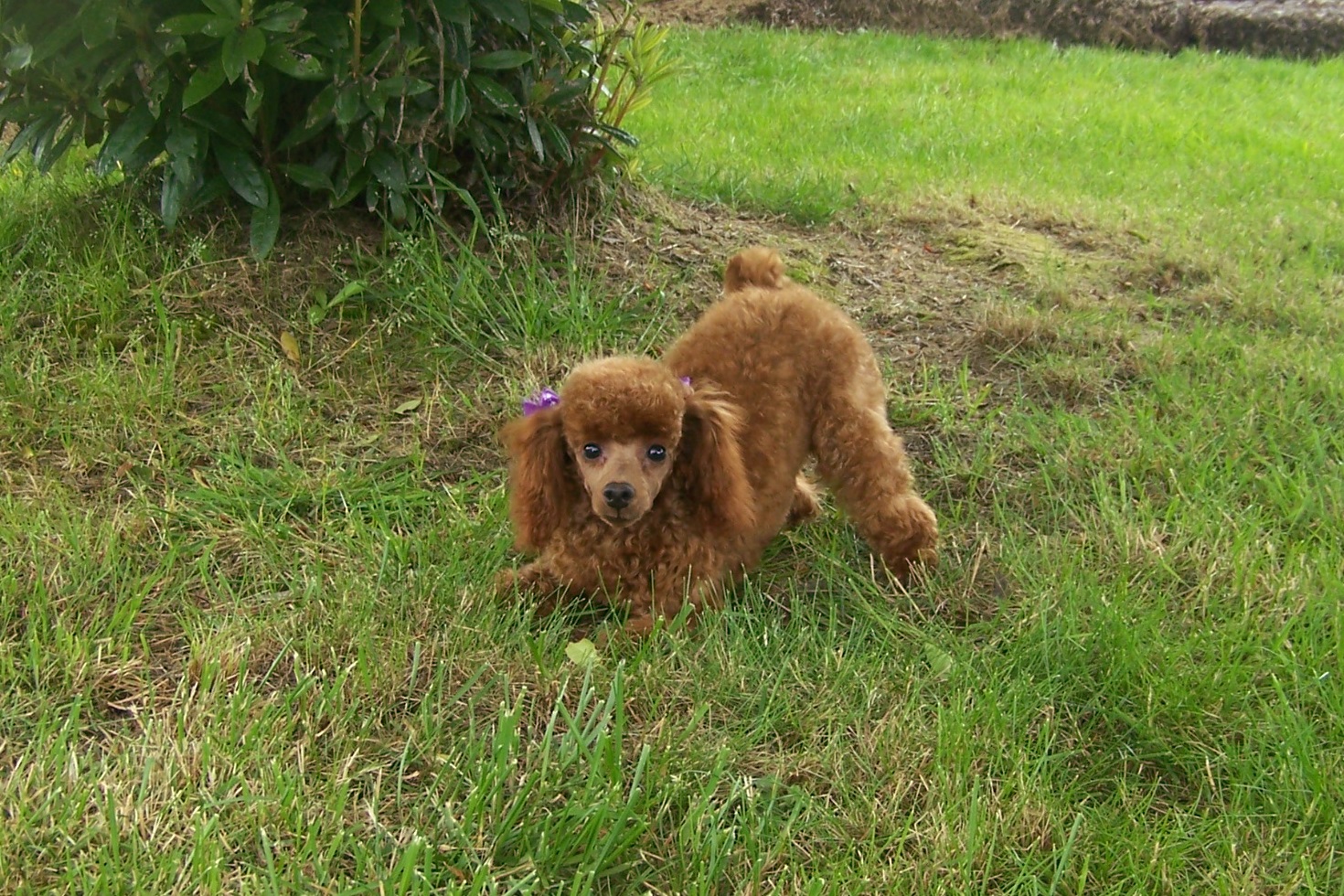 Lady D's Oodles of Poodles Oregon Washington Toy Poodles