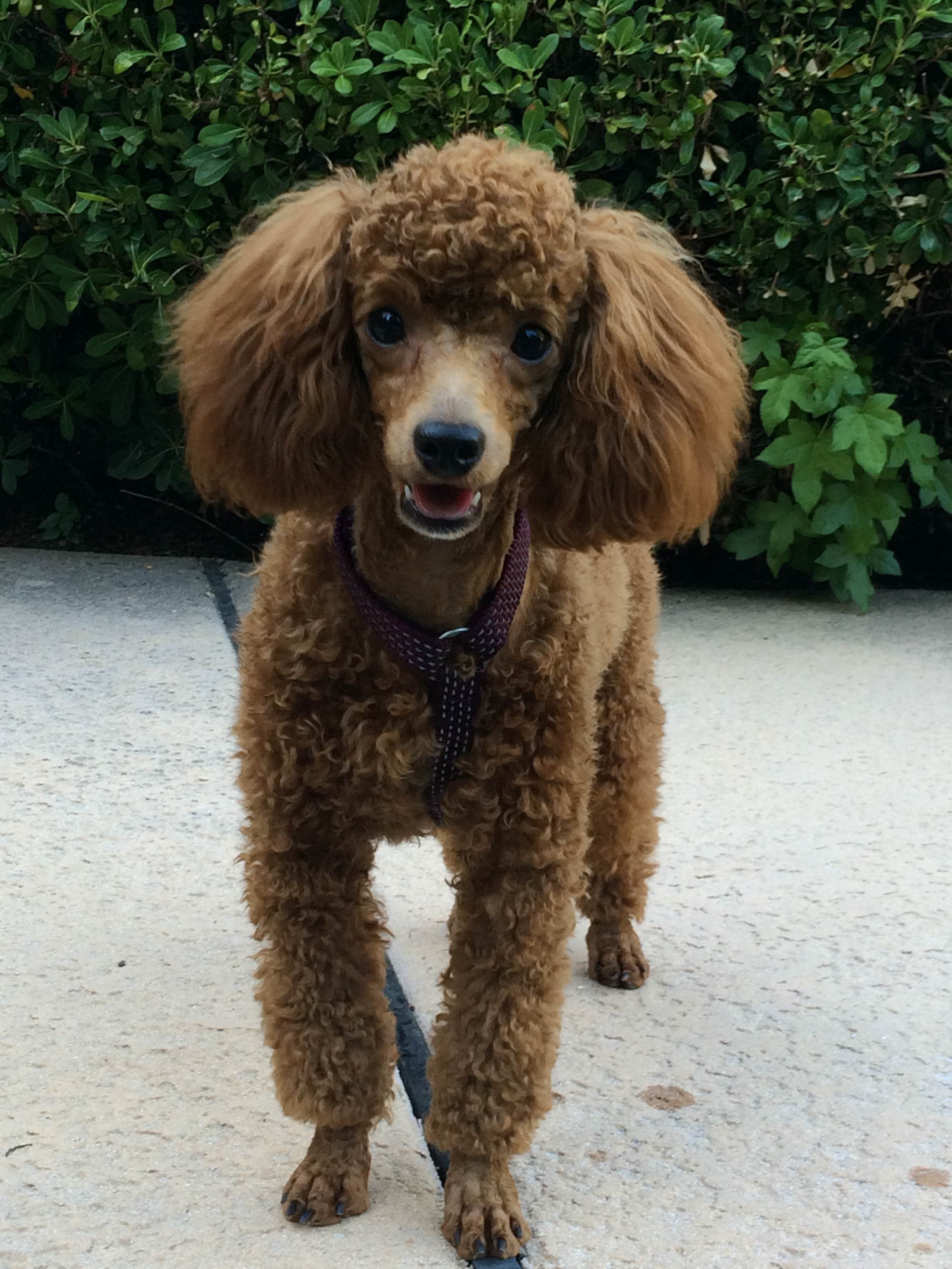 Lady D's Oodles of Poodles Oregon Washington Toy Poodles