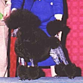 Image Result For Oodles Of Poodles Image Result For Oodles Of Poodles